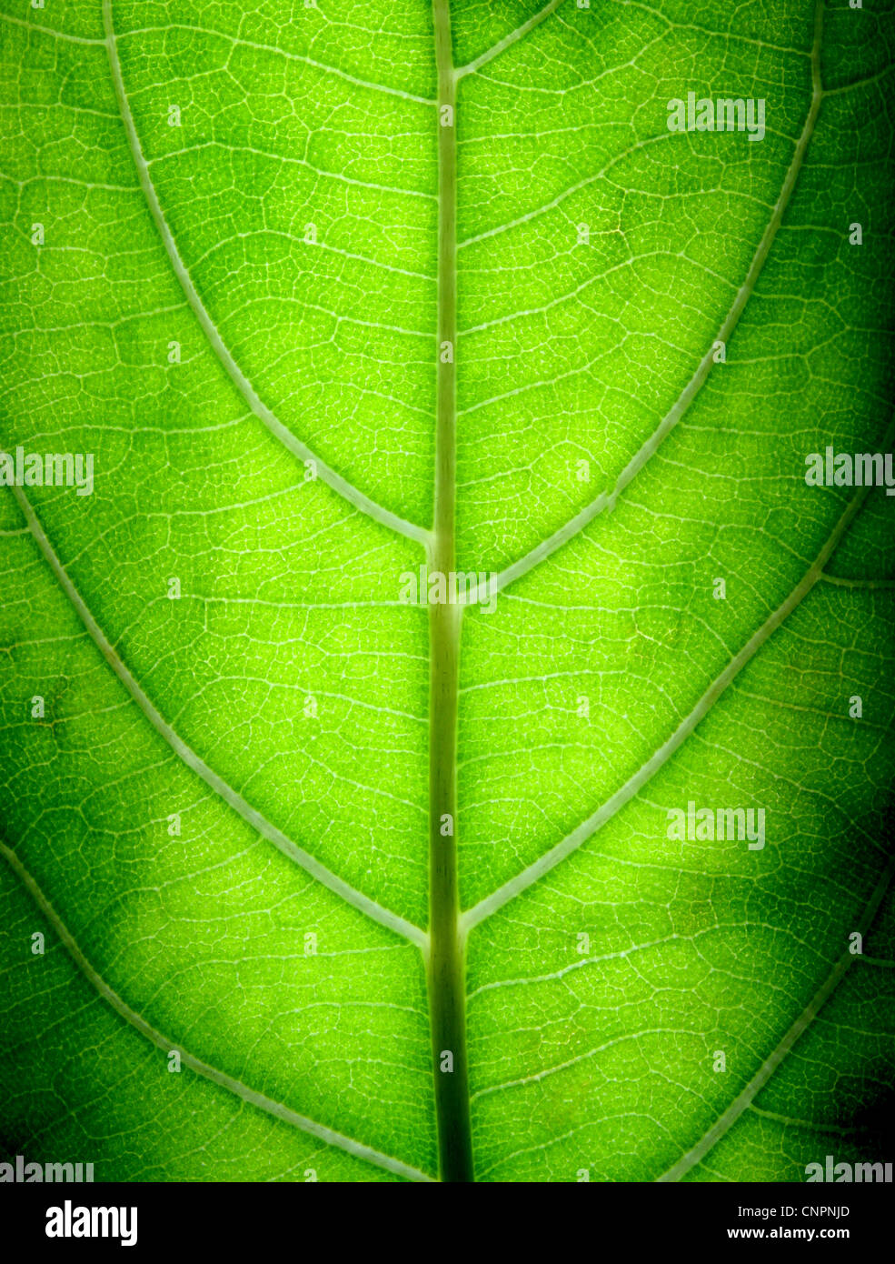 Macro shots of a big green leaf Stock Photo