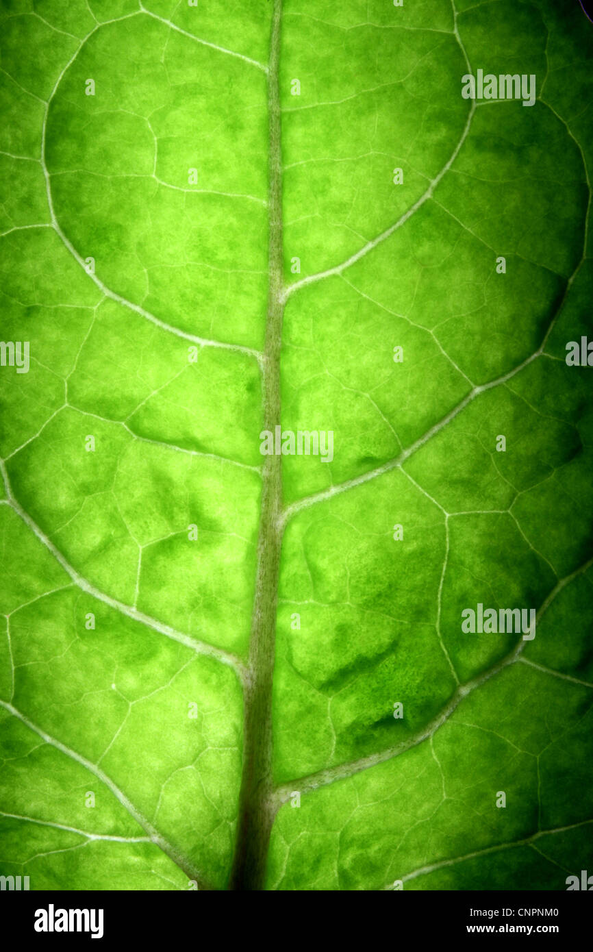 Macro shots of a big tree leaf lighted at the back Stock Photo