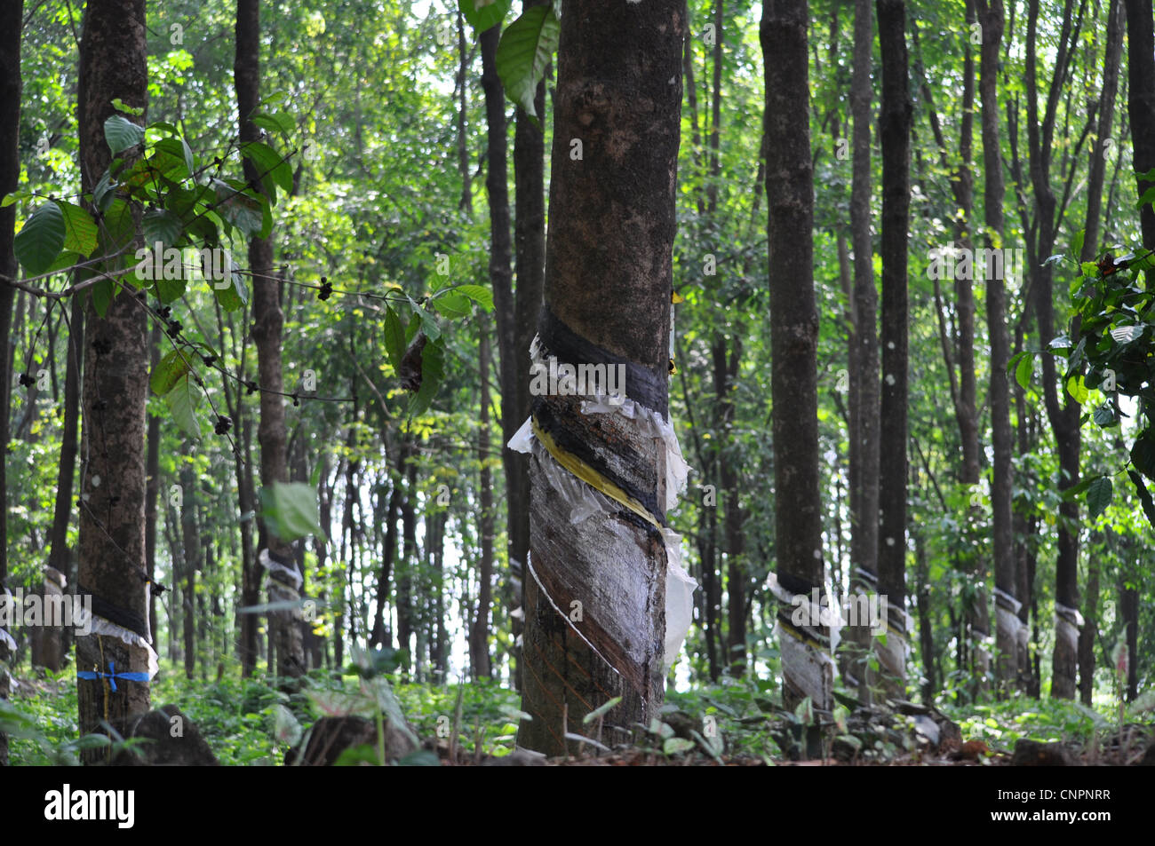 Thick rubber trees hi-res stock photography and images - Alamy