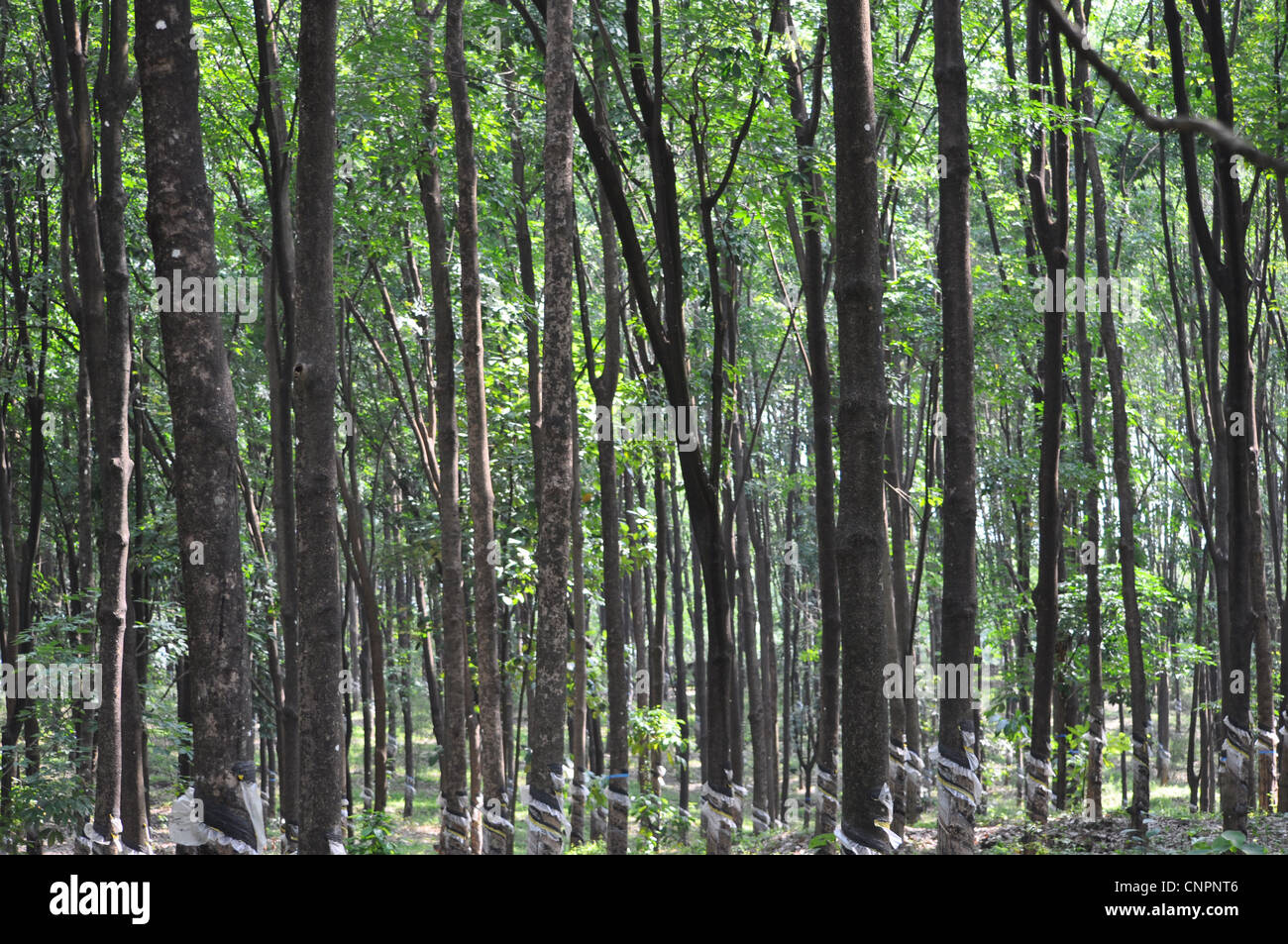 Thick rubber trees hi-res stock photography and images - Alamy