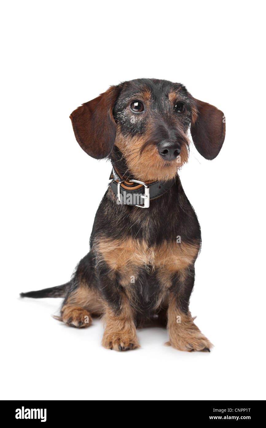 wire haired miniature Dachshund in front of a white background Stock Photo