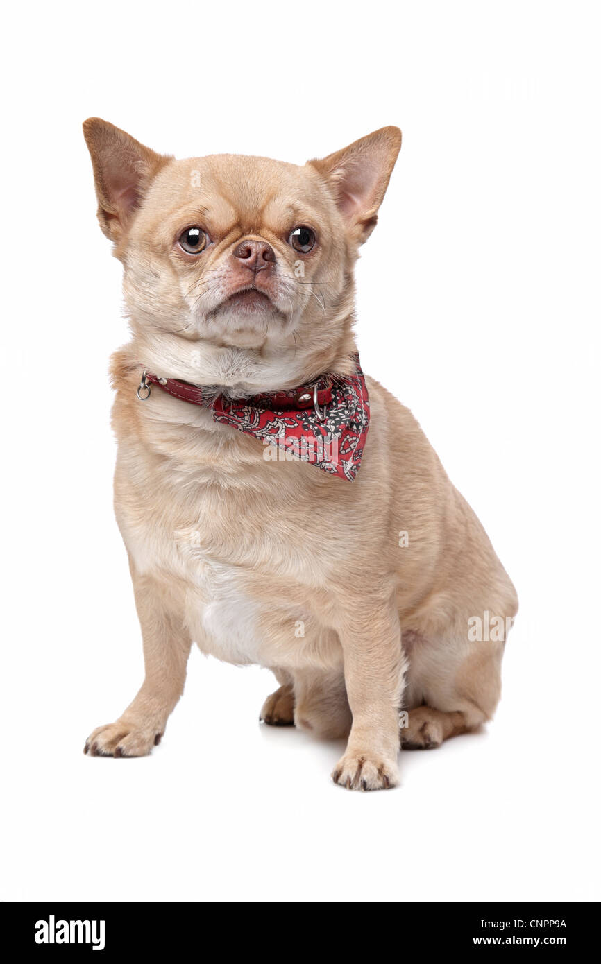 short haired fat chihuahua in front of a white background Stock Photo