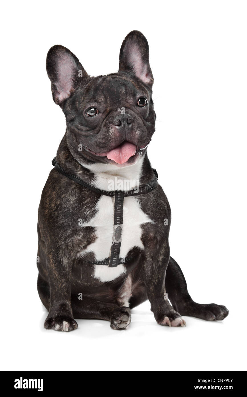 Black and White French Bulldog in front of white Stock Photo