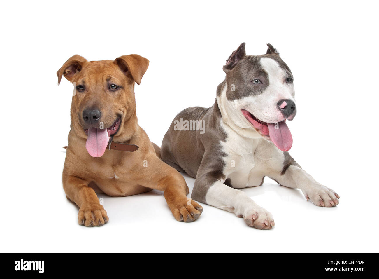 mixed breed stafford and American Staff in front of a white background Stock Photo