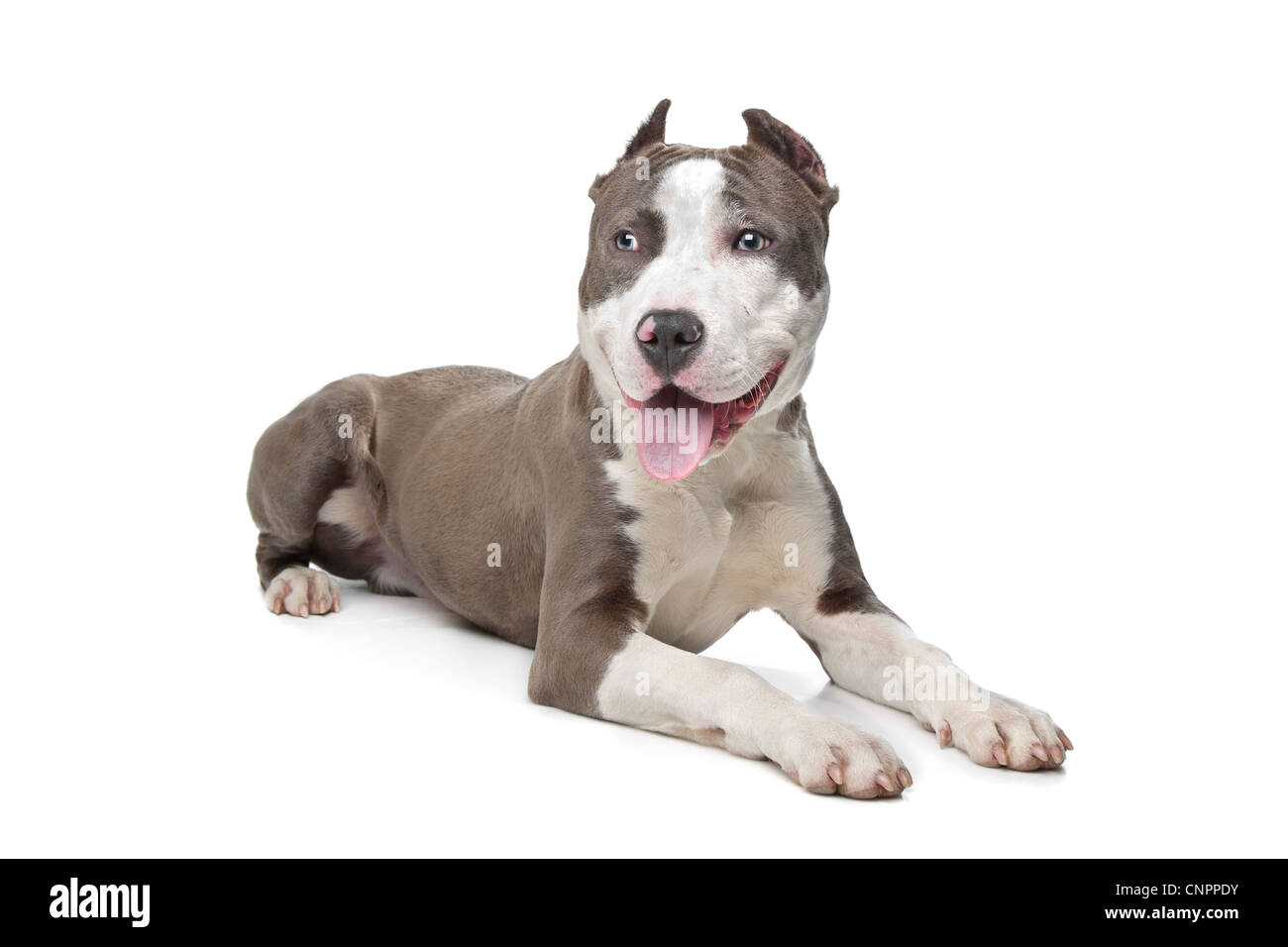 Pitbull cropped ears hi-res stock photography and images - Alamy