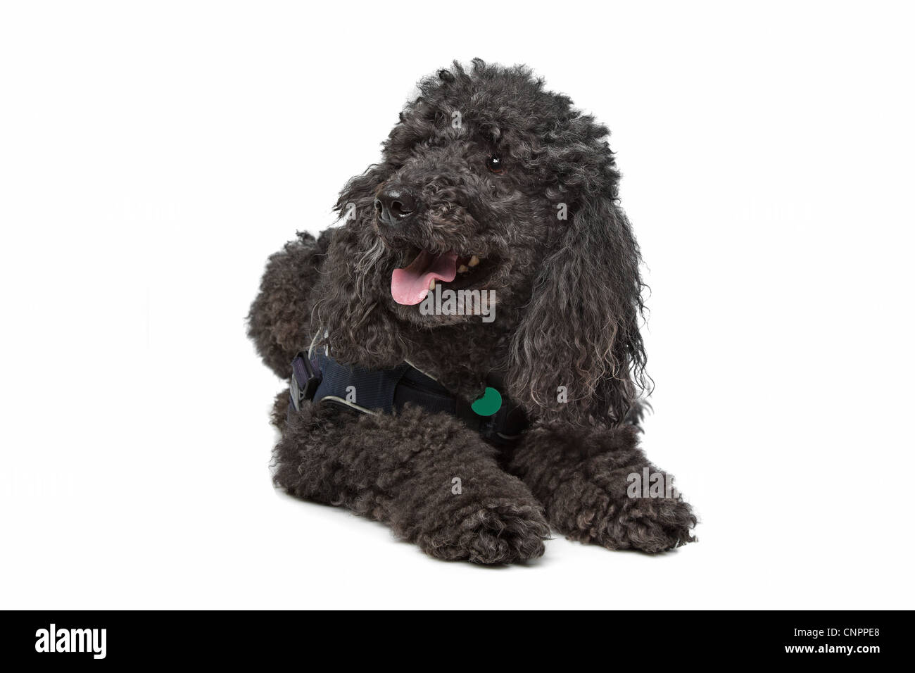 Black Poodle in front of a white background Stock Photo - Alamy