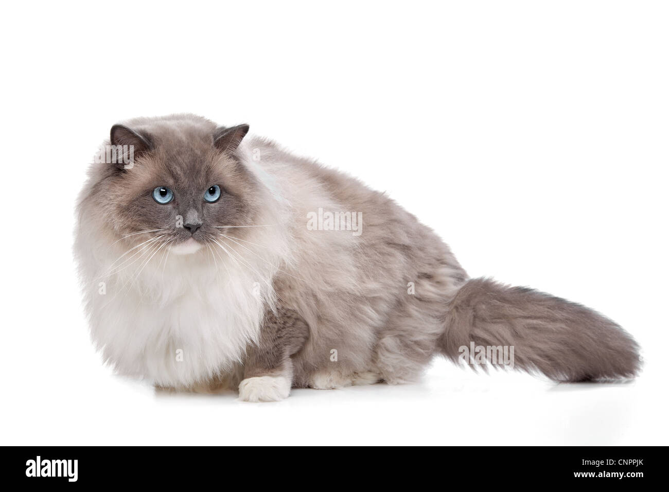 Ragdoll cat in front of a white background Stock Photo - Alamy