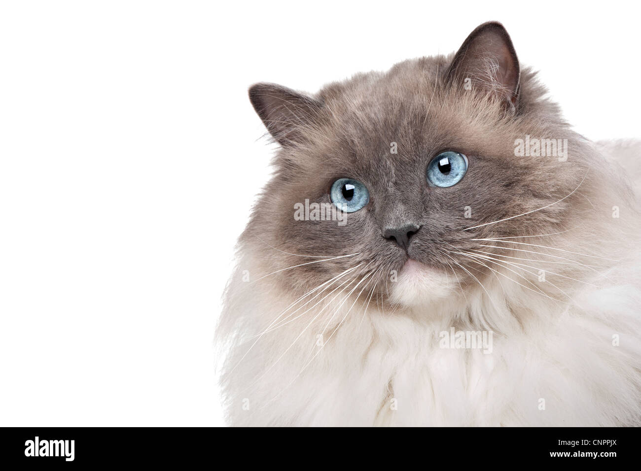 Ragdoll cat in front of a white background Stock Photo - Alamy
