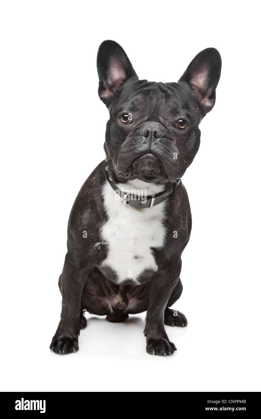 Black and White French Bulldog in front of white Stock Photo