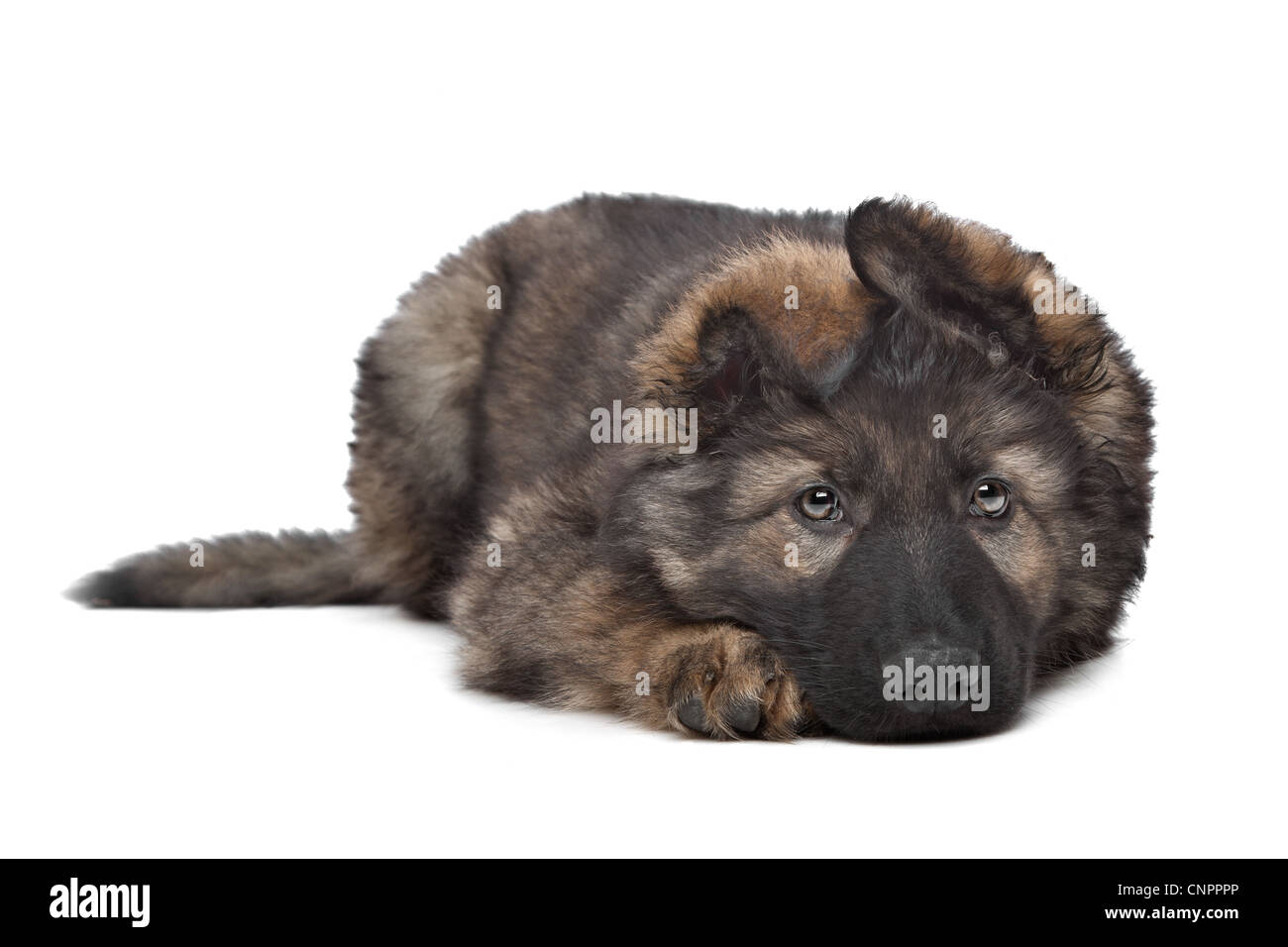 Shepherd puppy in front of a white background Stock Photo