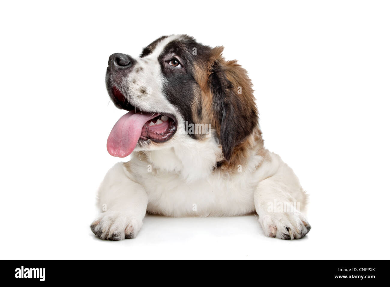 St Bernard Dog Cut Out Stock Images & Pictures - Alamy