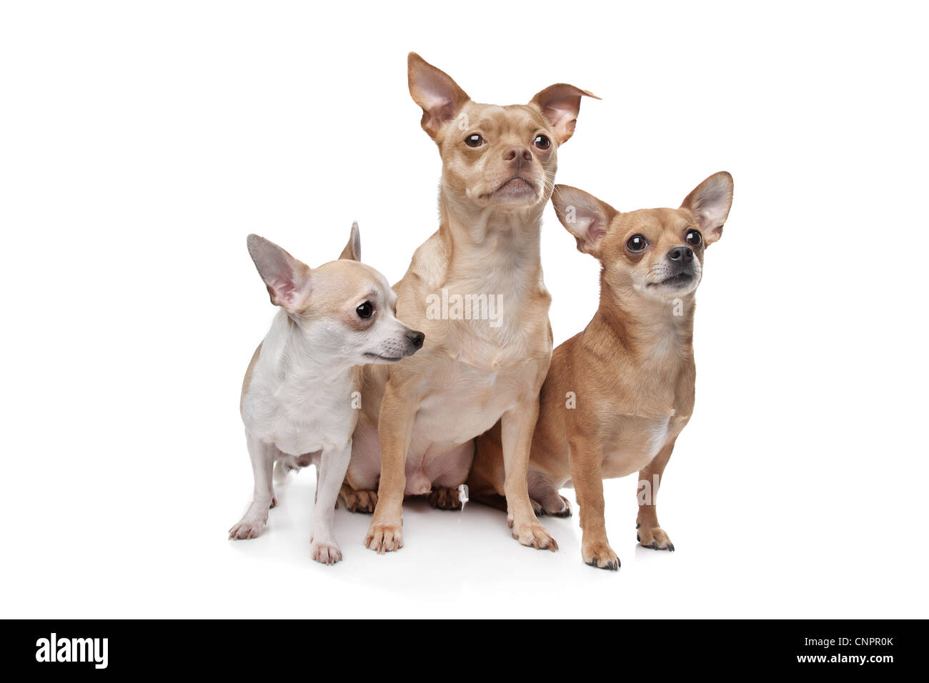 three chihuahua dogs in front of a white background Stock Photo