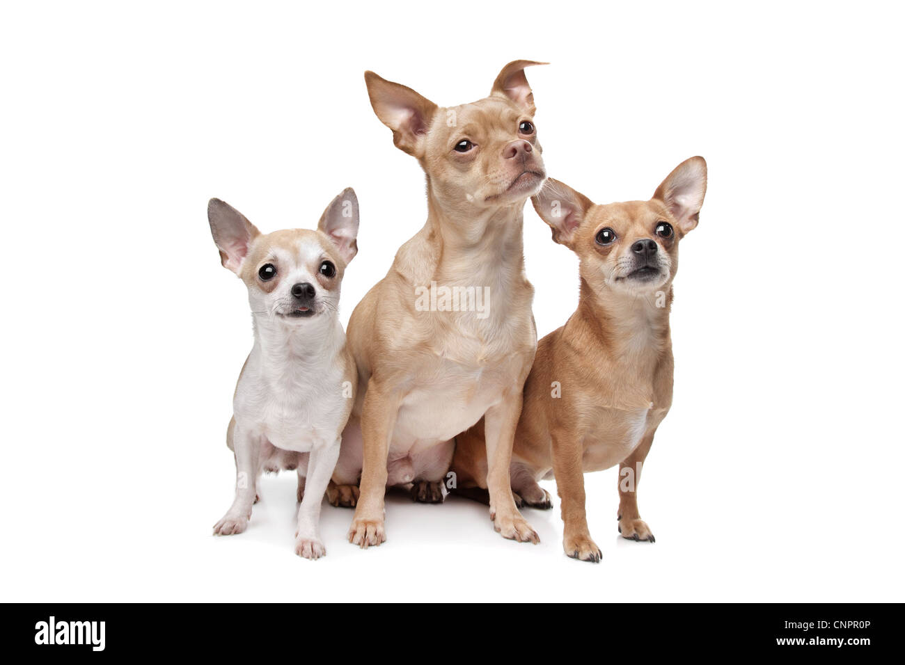 three chihuahua dogs in front of a white background Stock Photo