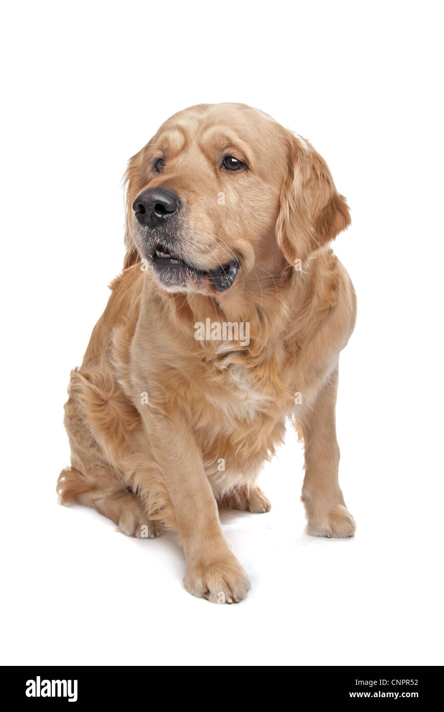 Golden Retriever sitting in front of a white background Stock Photo - Alamy