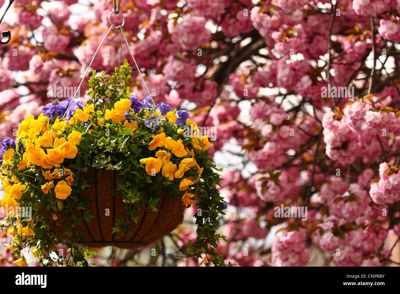 hanging baskets with tree blossom in the background Stock Photo Alamy