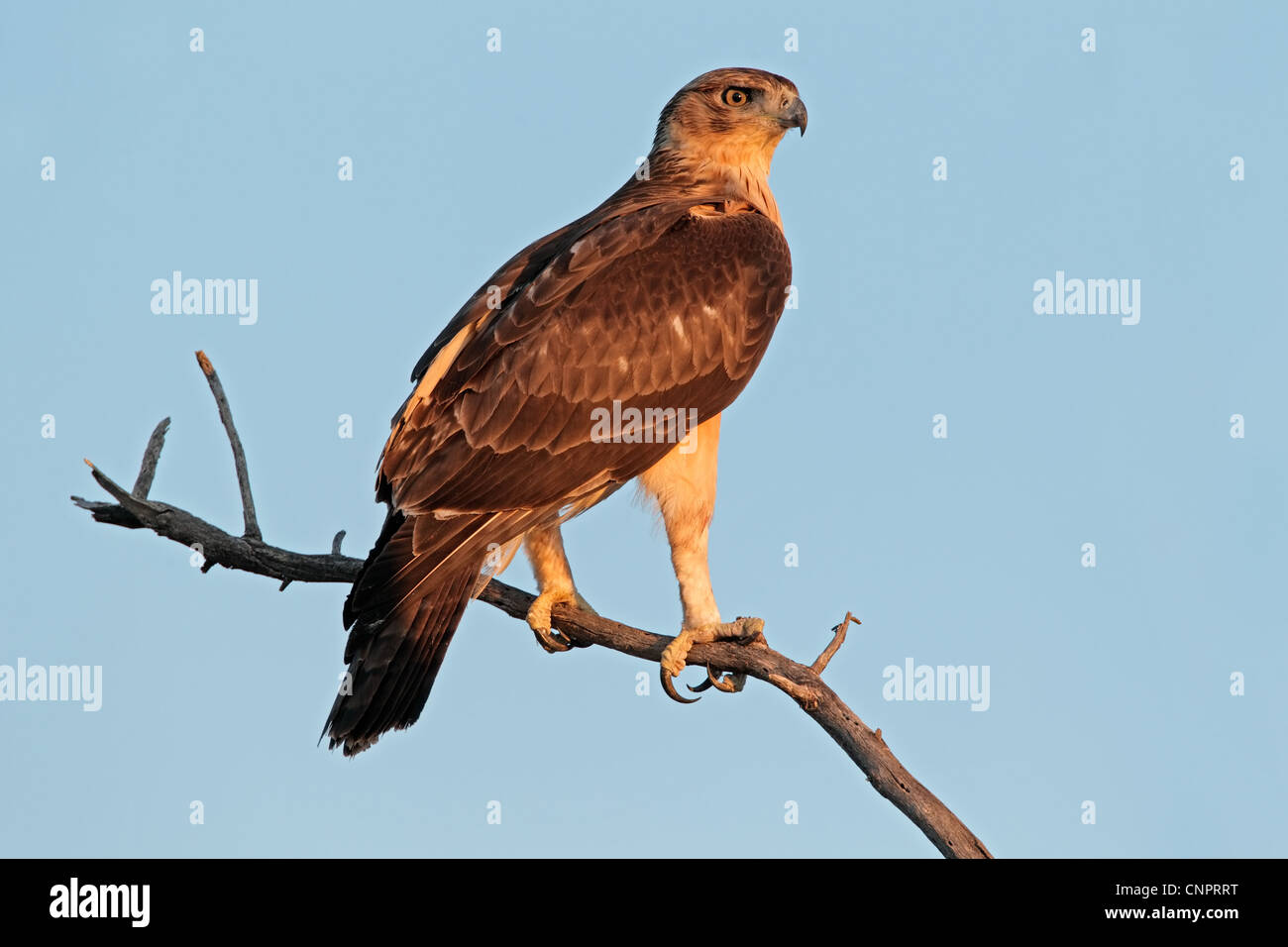 Immature African hawk eagle (Aquila spilogaster) perched on a branch, South Africa Stock Photo