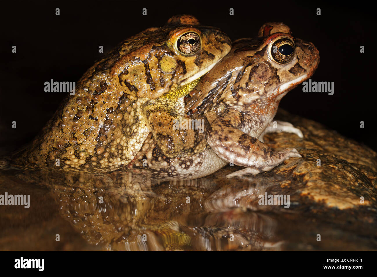 Mating red toads (Amietophrynus gutturalis) in water with reflection, South Africa Stock Photo