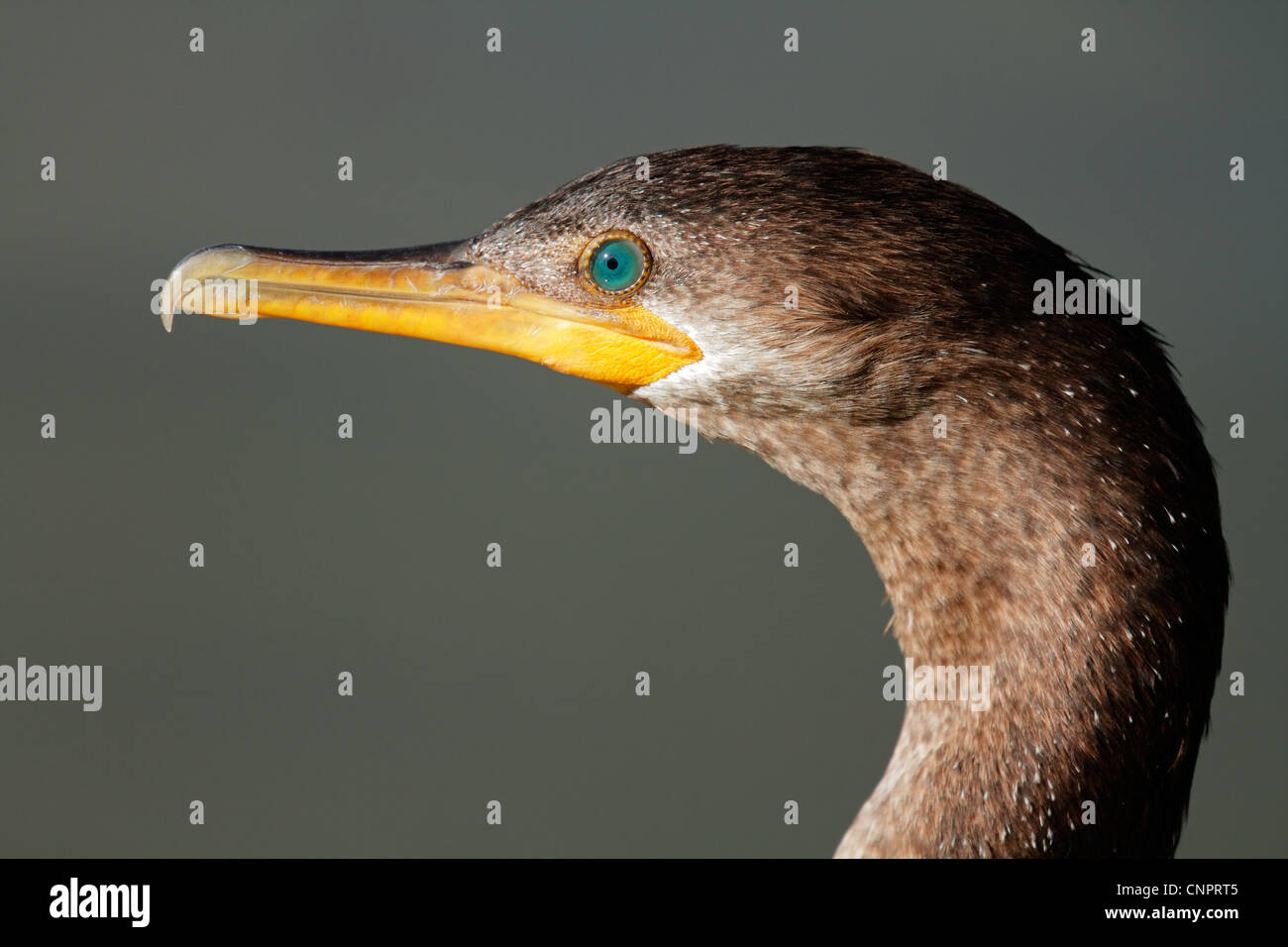 Cormorant eye close up hires stock photography and images Alamy