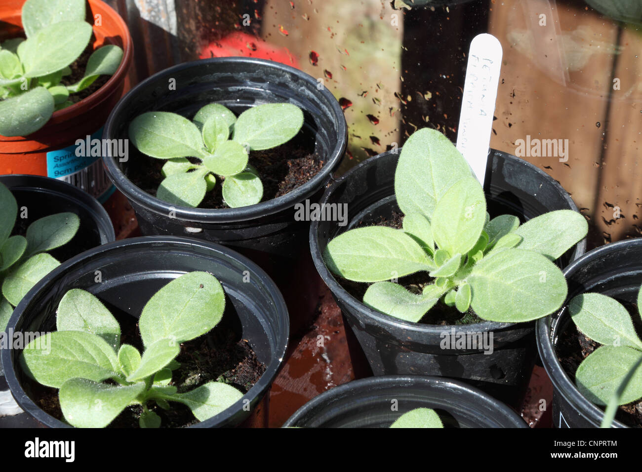 Petunia seedlings or small bedding plants within a greenhouse Stock