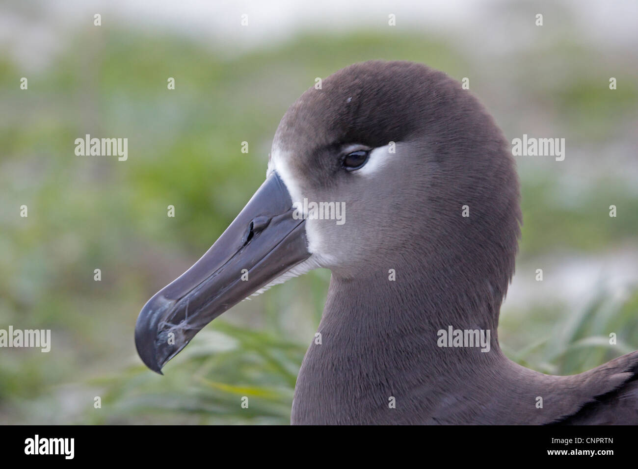 Head shot of a Black-footed Albatross Stock Photo