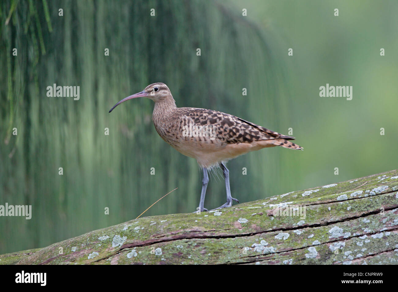 Bristle-thighed Curlew on Midway Atoll Stock Photo