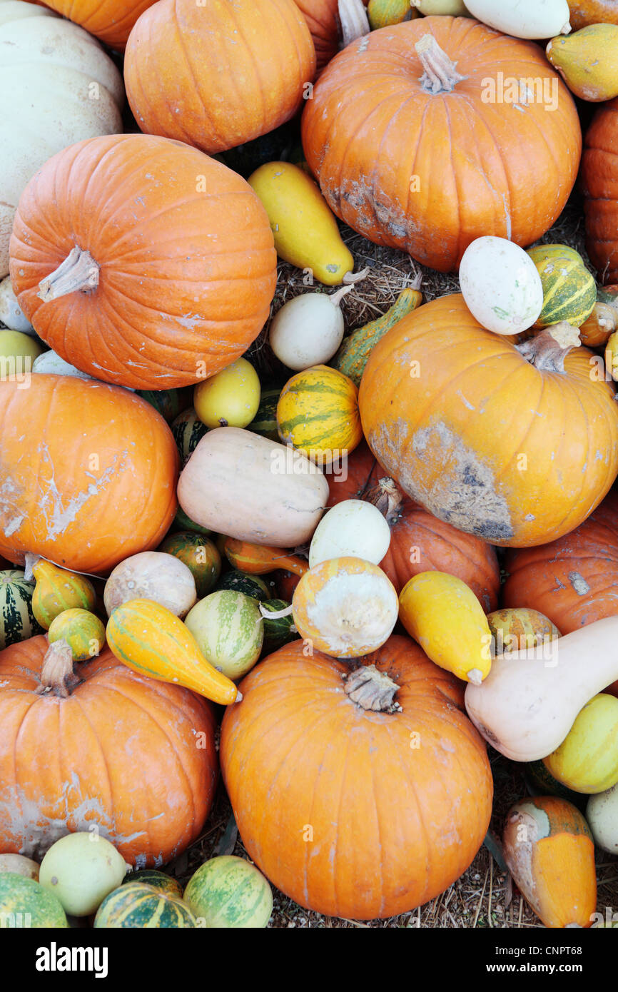 Mixed Colourful Pumpkins Stock Photo