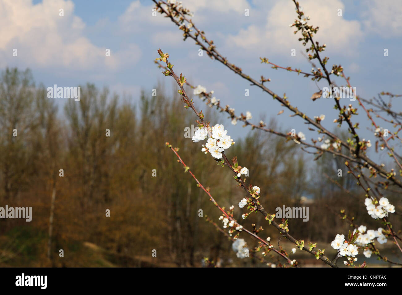 Stock Spring Landscape Spring clouds hi-res stock photography and images - Alamy