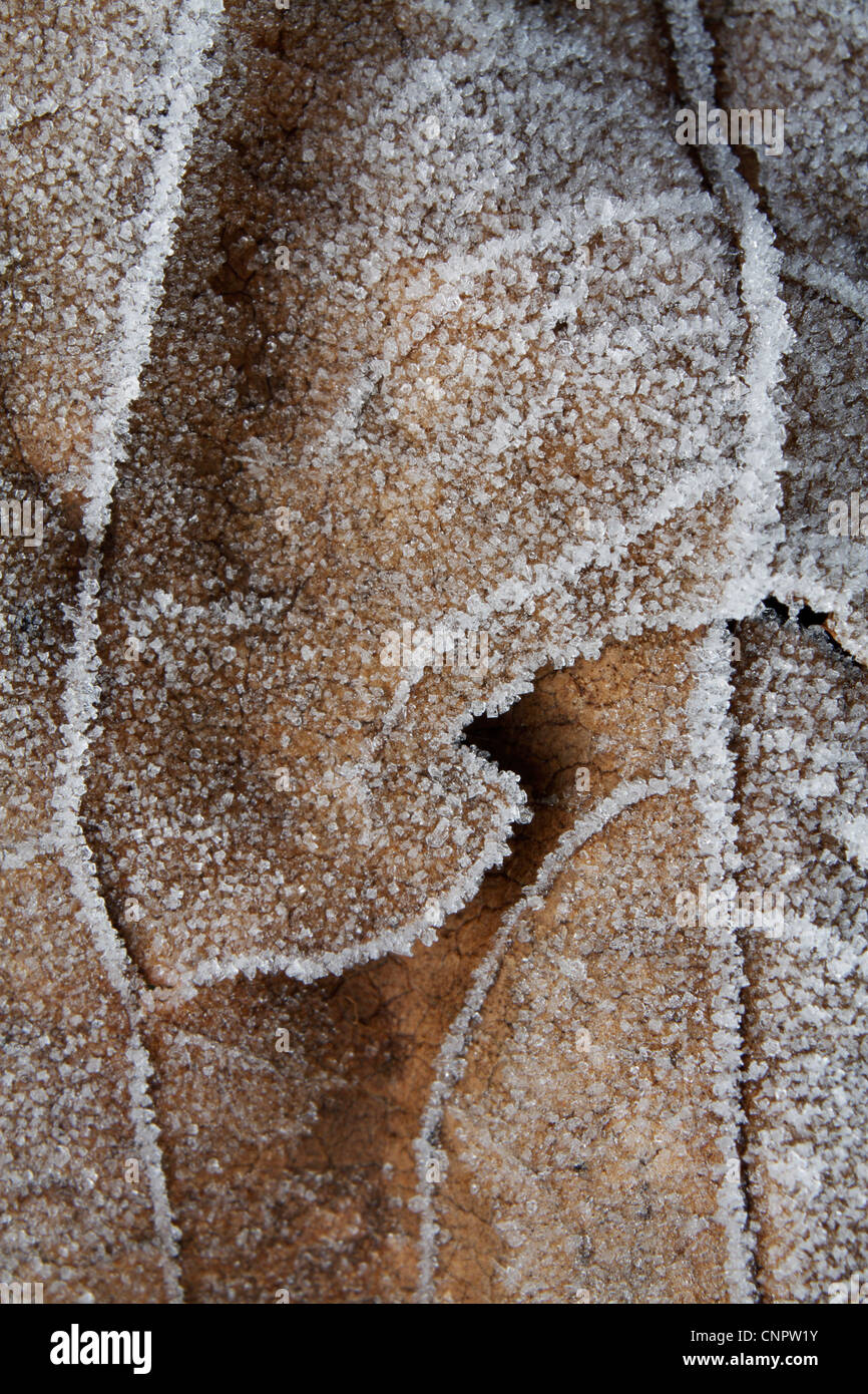 Two frozen leaves of chestnut tree. Stock Photo