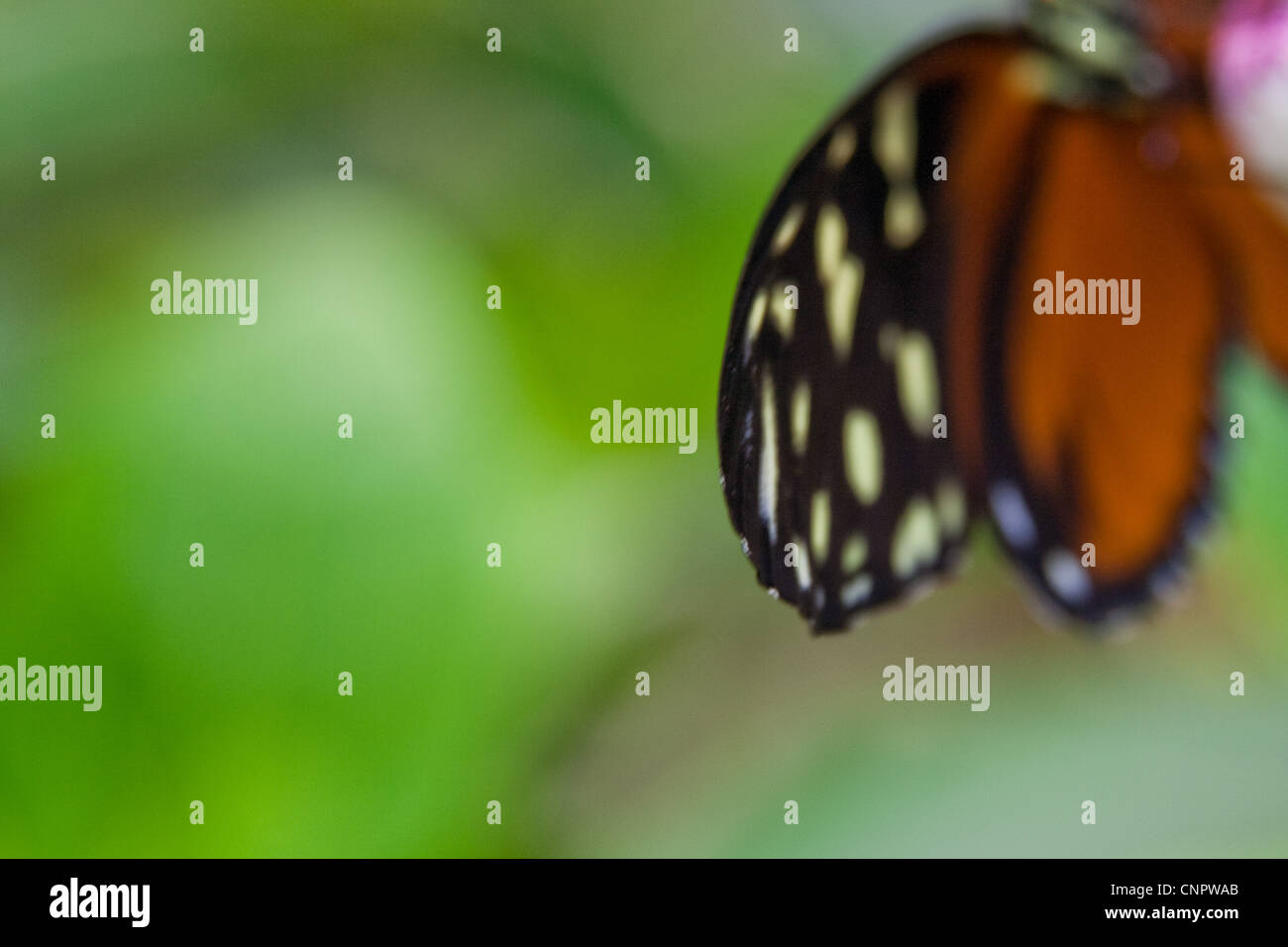 Detail of a Monarch butterfly wing Stock Photo
