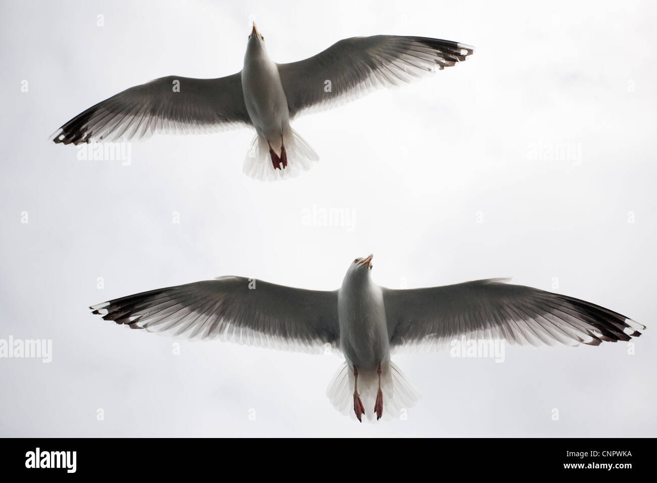Two Herring Gulls in flight Stock Photo Alamy