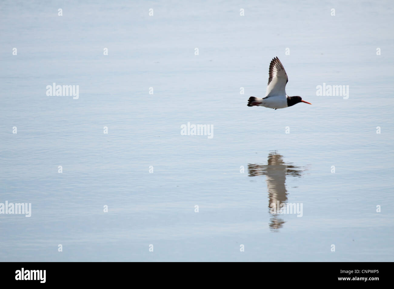 Oystercatcher in flight Stock Photo Alamy