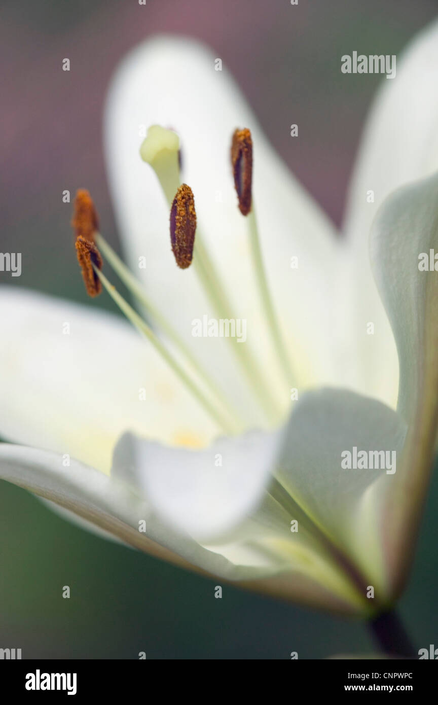 An Asiatic Lily in summer bloom Stock Photo Alamy