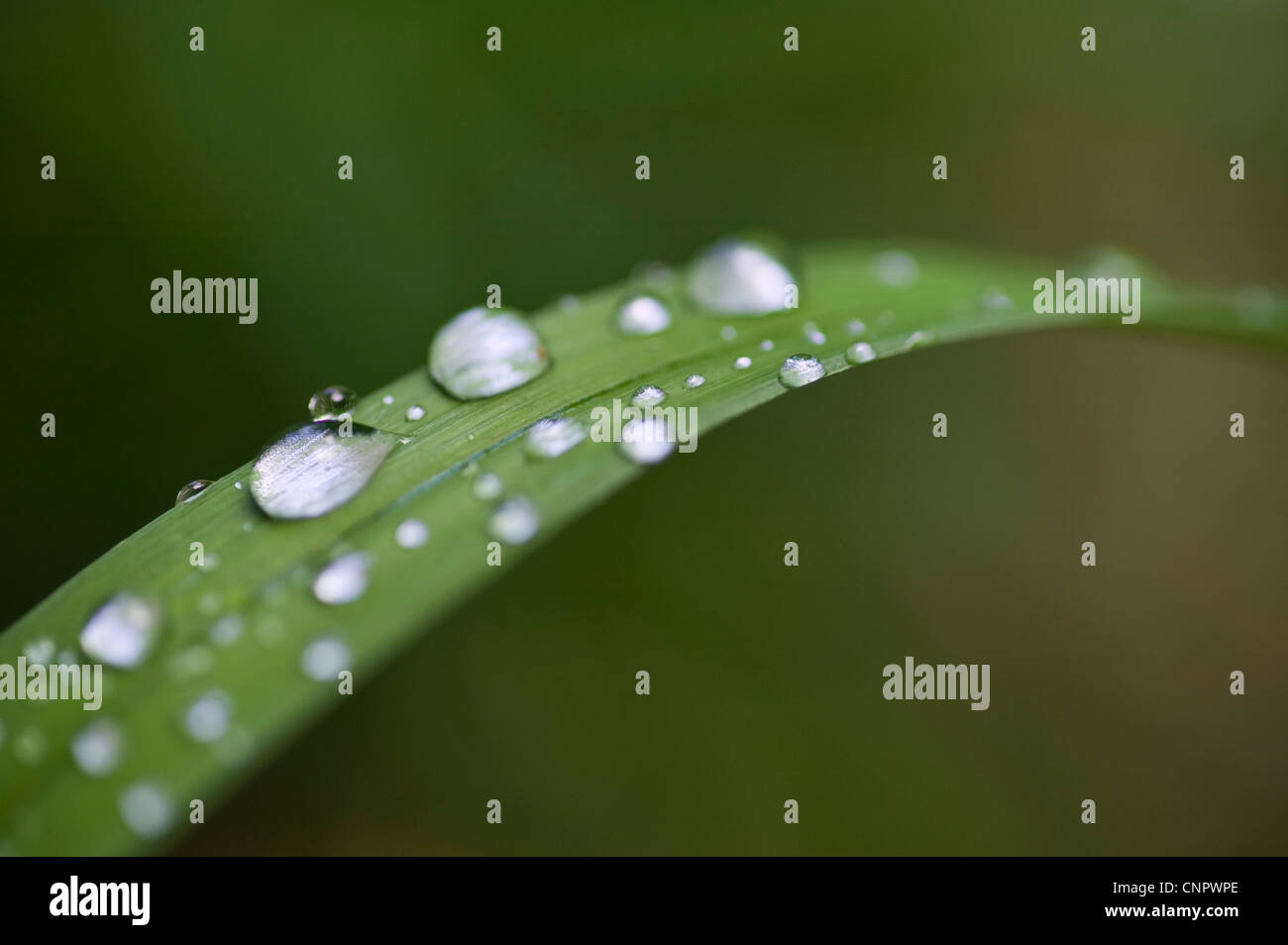 Raindrops on a lily leaf in a garden Stock Photo - Alamy