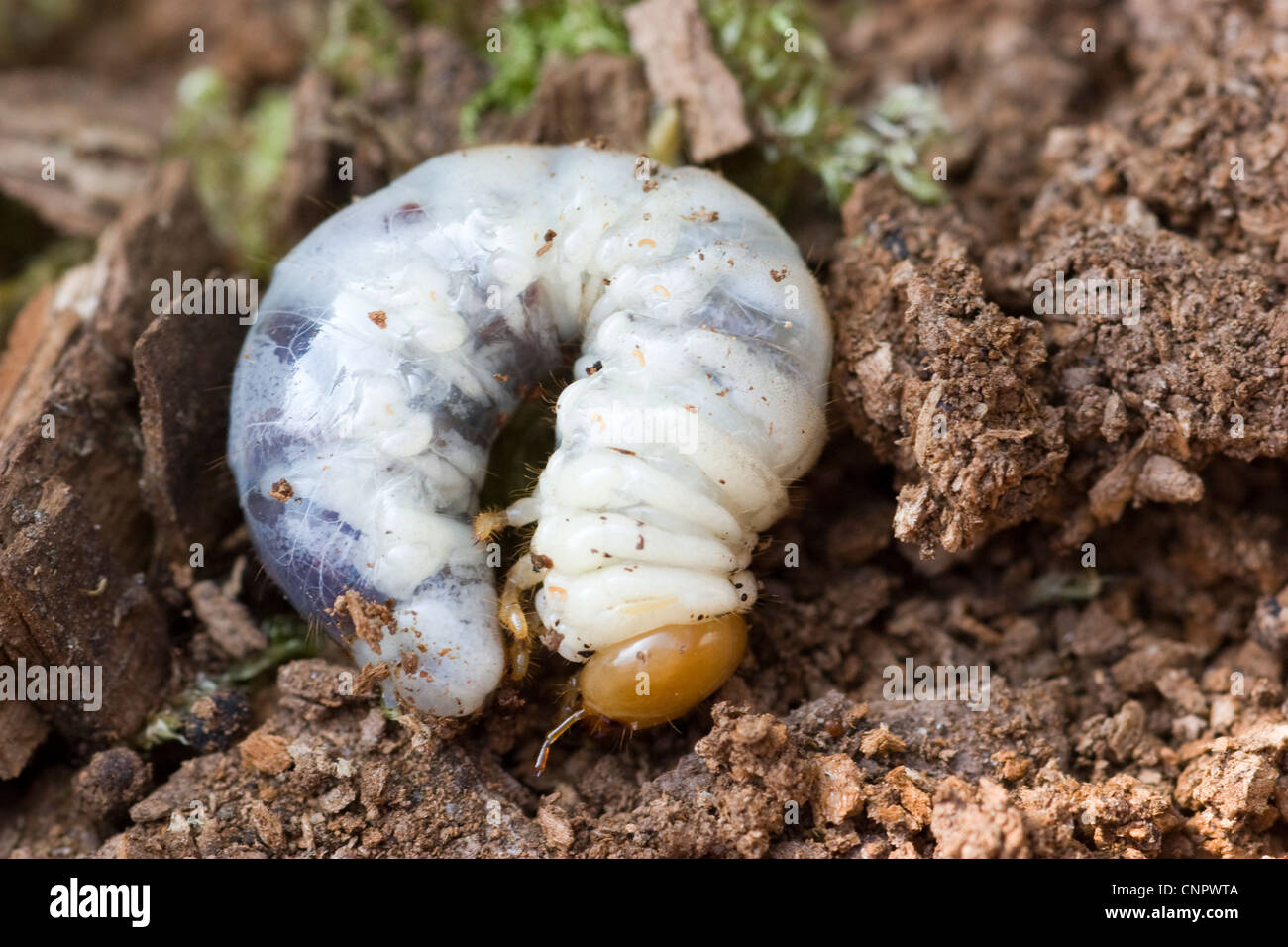 Beetle grub found inside a hardwood log Stock Photo