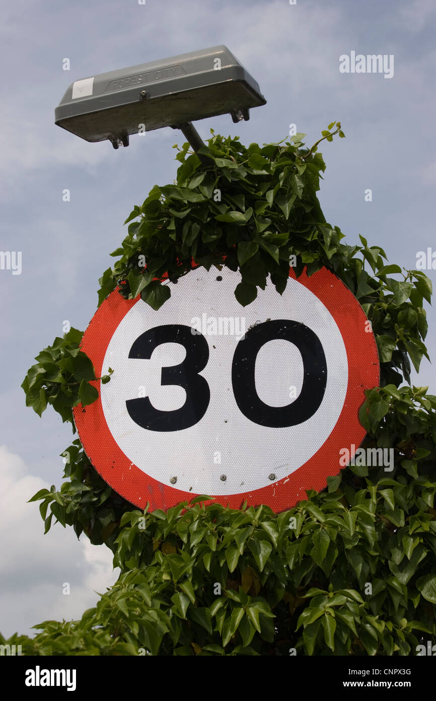 Speed limit 30mph road sign covered in growth of ivy Stock Photo