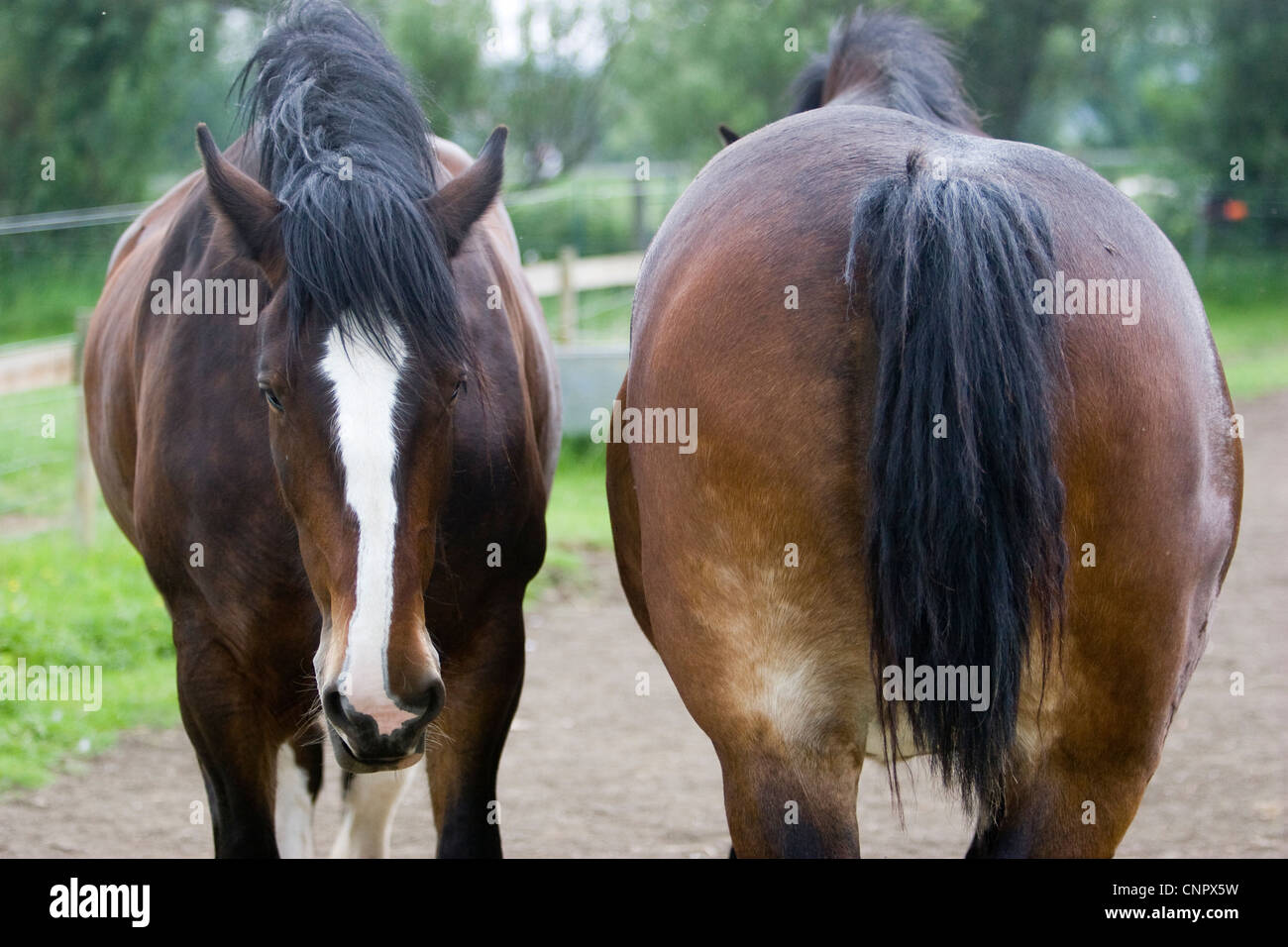 Two horses standing head to tail Stock Photo