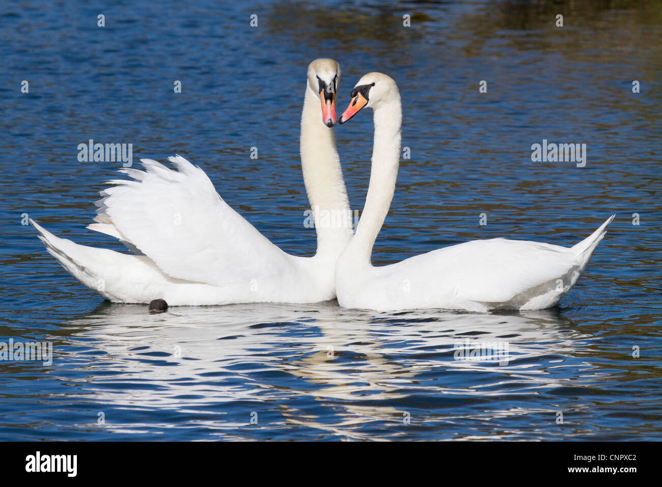 Pair mute swans pair bonding hires stock photography and images Alamy