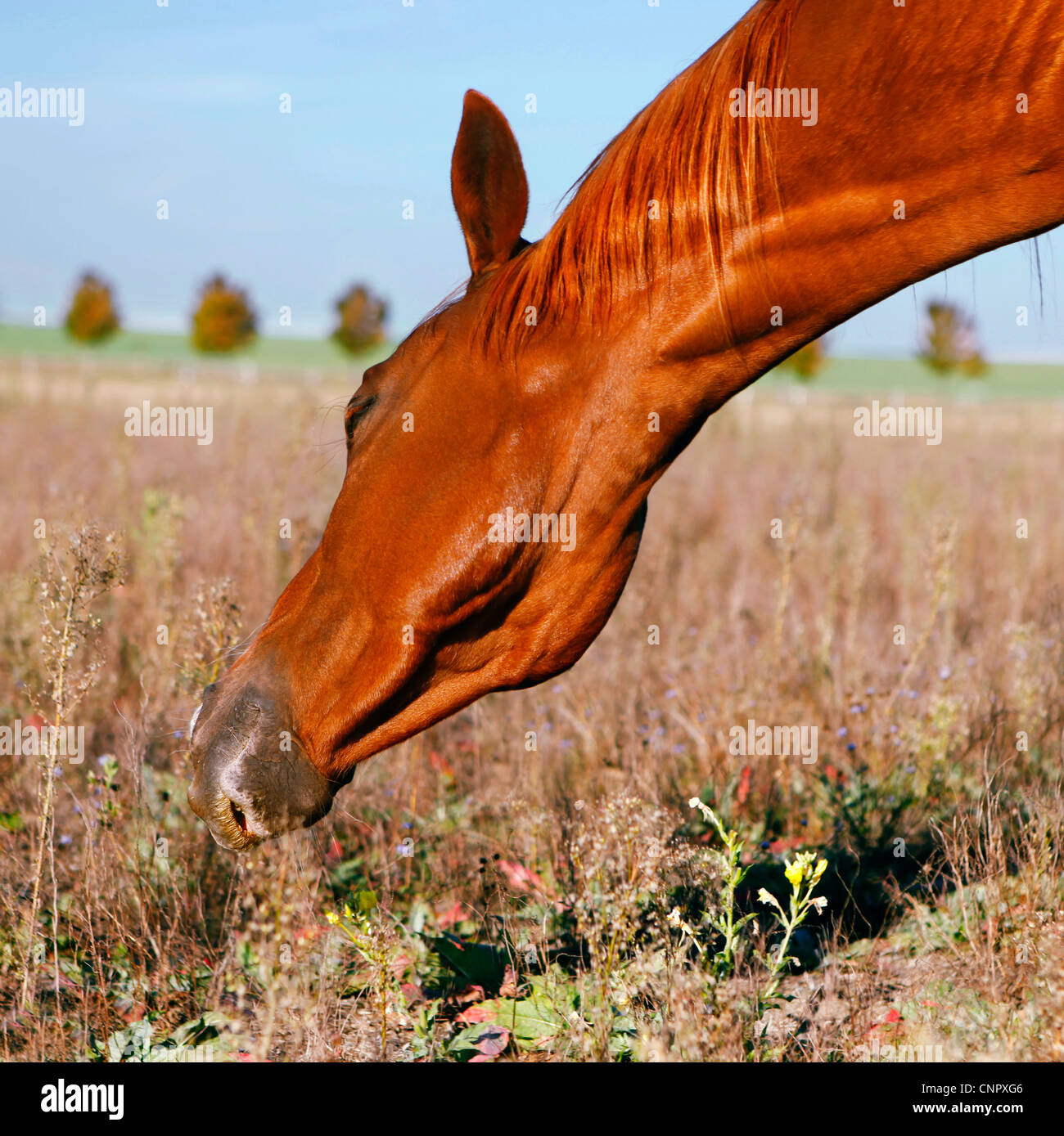 brown horse eating Stock Photo Alamy