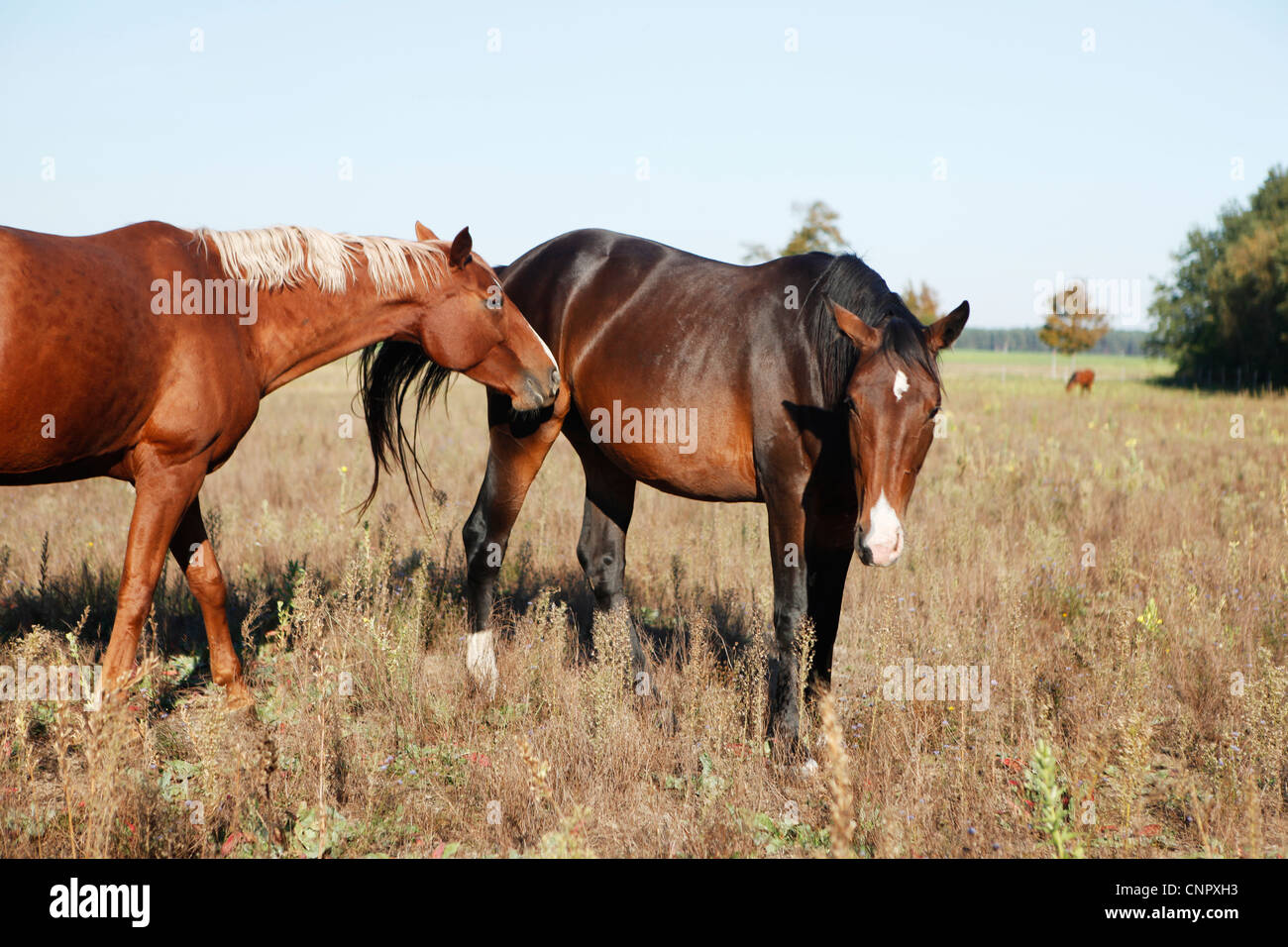 two brown horses in the fields scratching each other Stock Photo