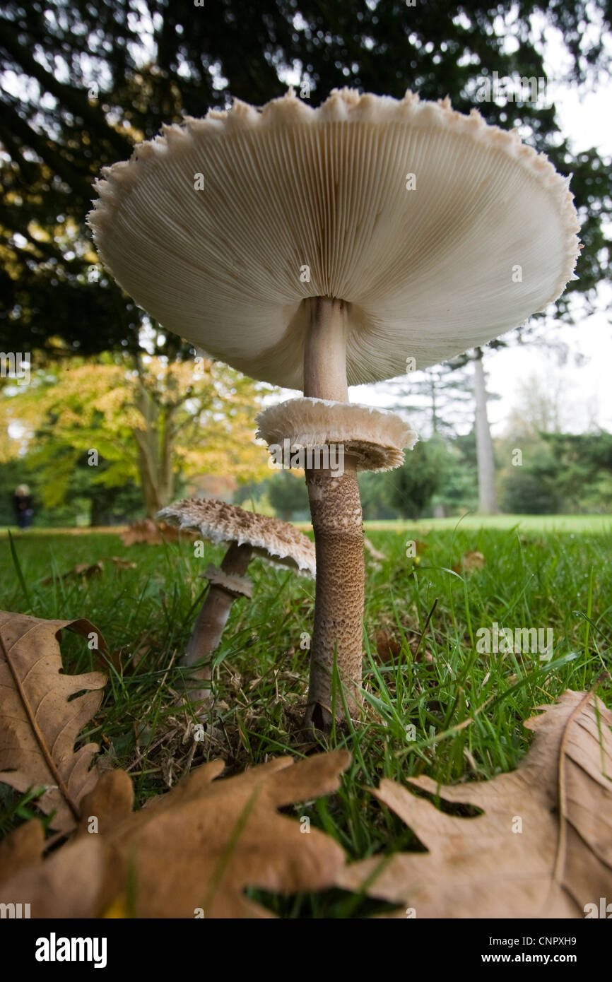 Parasol mushroom or toadstool Stock Photo Alamy