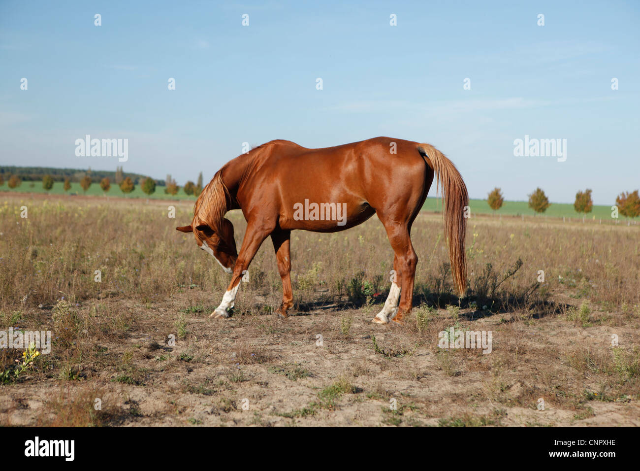 One brown horse walking in the fields Stock Photo