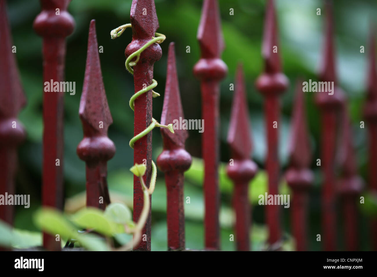 Twisted Vine on wrought iron fence Stock Photo Alamy