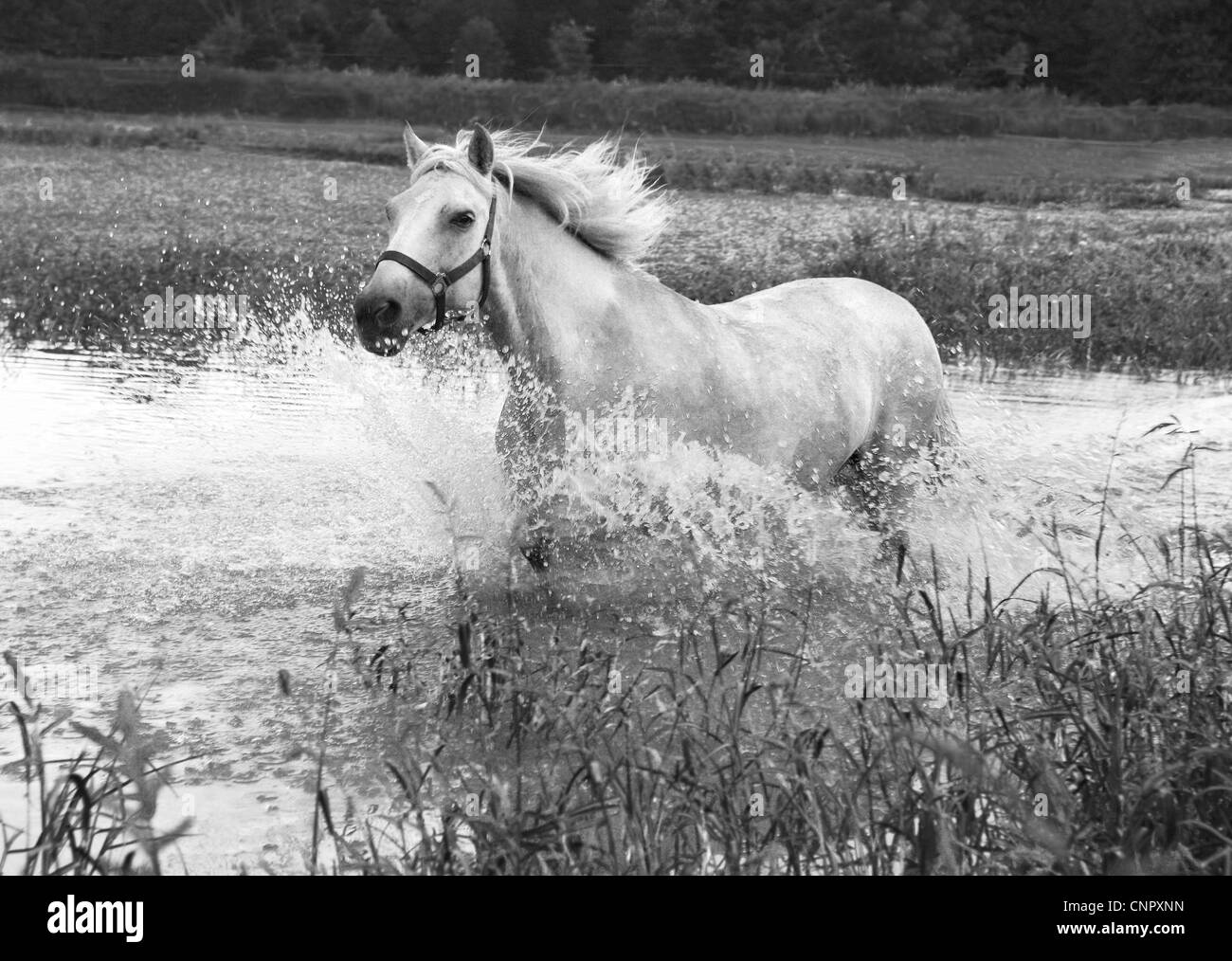 horse trots in water Stock Photo