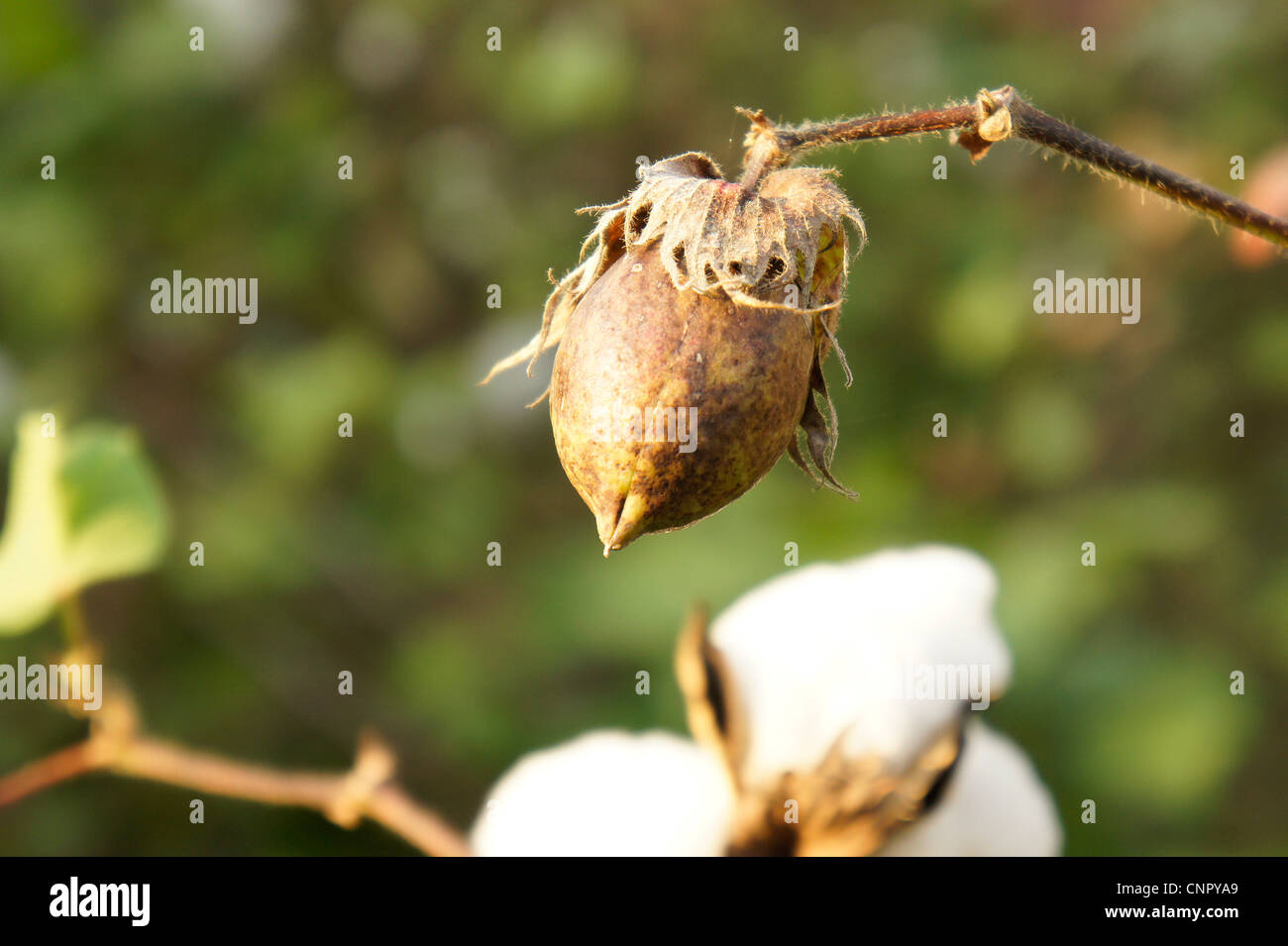 Cotton bolls hires stock photography and images Alamy