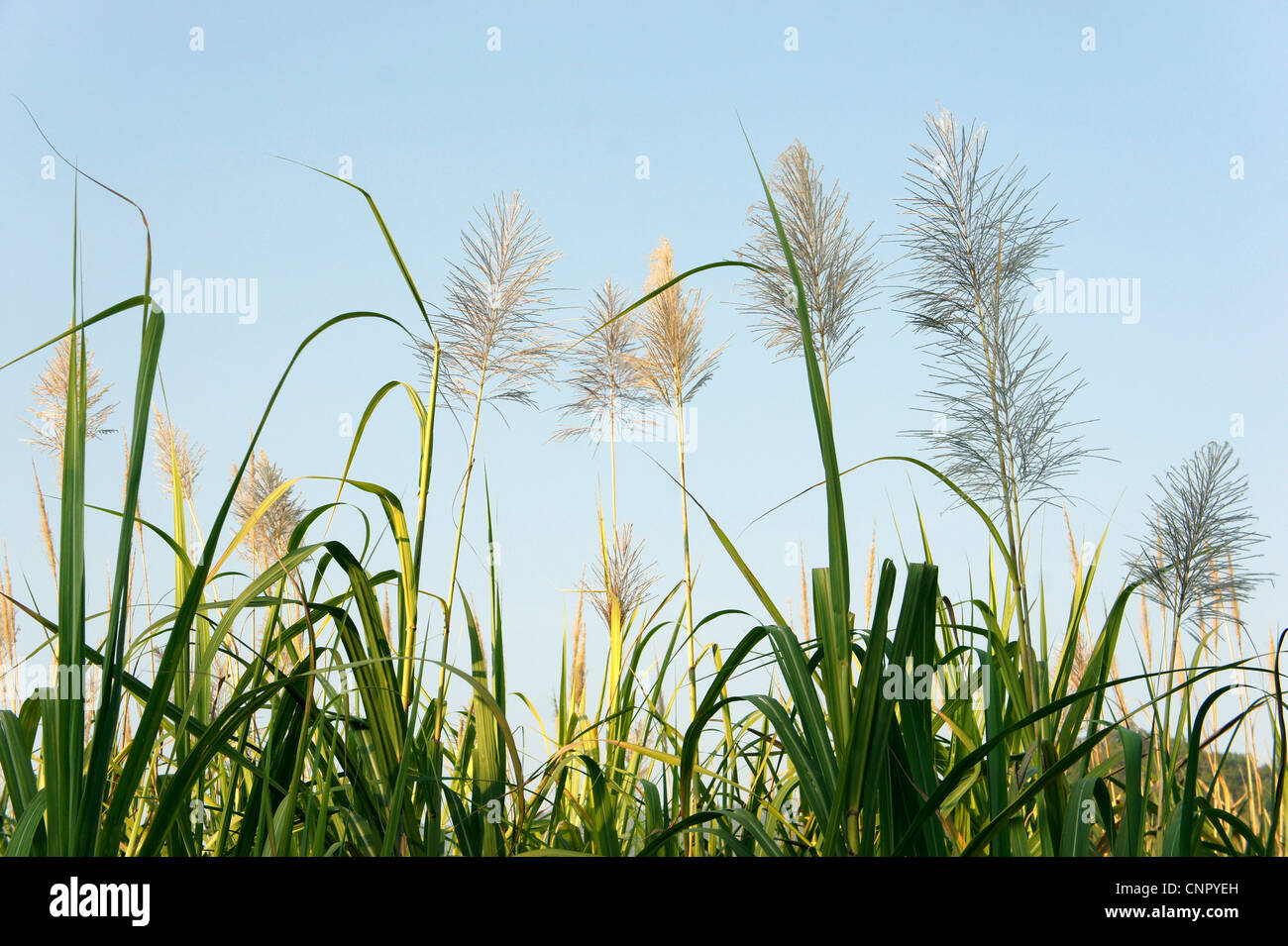 Sugar cane flowers Stock Photo Alamy