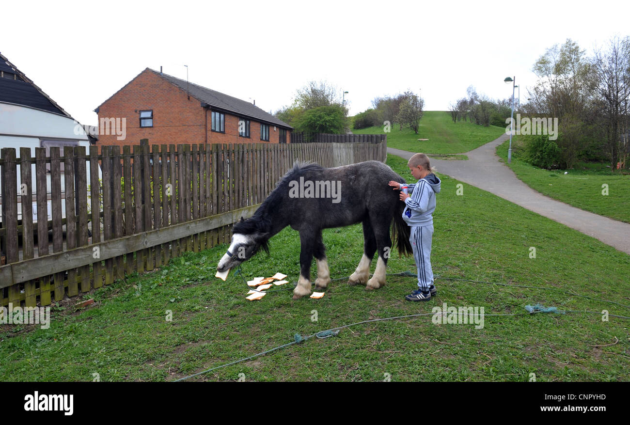 A young boy feeds his horse bread in the mainly white deprived inner city area of Holme Wood Housing Estate, Bradford, West York Stock Photo