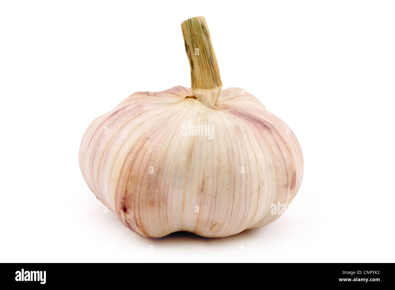garlic with white background, close up Stock Photo