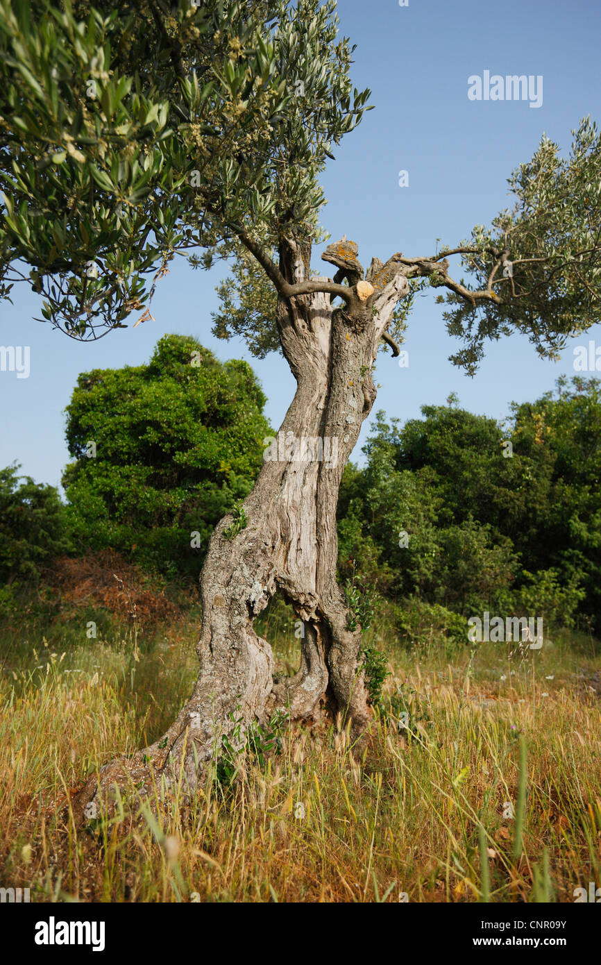 Italian countryside view with olive tree hires stock photography and