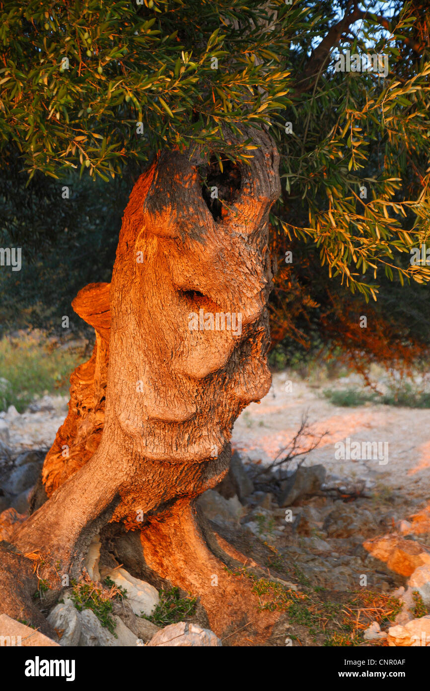 Olive tree trunk in Croatia Stock Photo