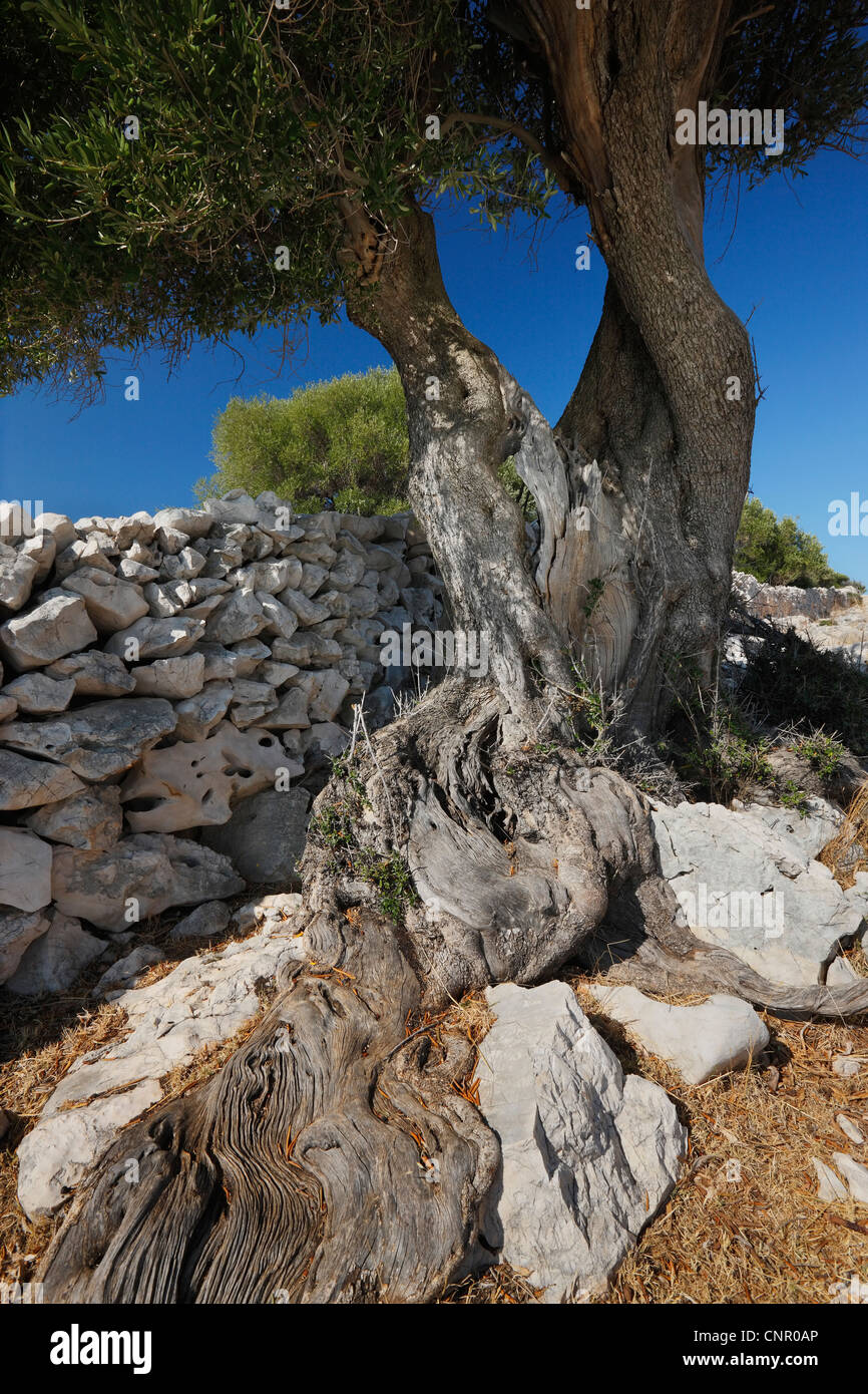 Root of old olive tree. Stock Photo